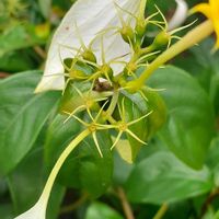 コンロンカの画像