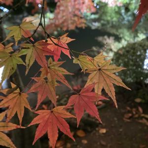 イロハモミジ,お堀のアオサギの画像