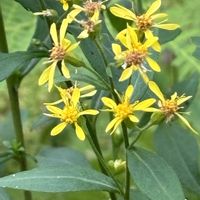 アキノキリンソウ,アキノキリンソウ,アキノキリンソウ,キリンソウ,キオンの画像