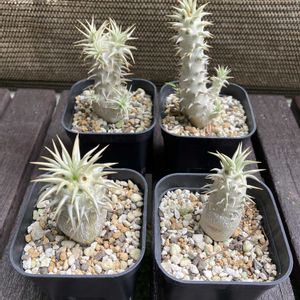 パキポディウム,パキポディウム・エブレネウム,多肉植物,塊根植物,コーデックスの画像