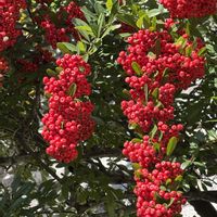 ピラカンサ,ピラカンサ,ピラカンサ,サンザシ,コトネアスターの画像