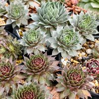 センペル,センペルビブム属,センペルビウム,多肉植物,センペルビブムの画像