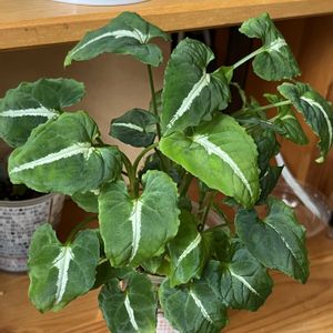 シンゴニウム,シンゴニウム,観葉植物,ハイドロカルチャー,サトイモ 科の画像