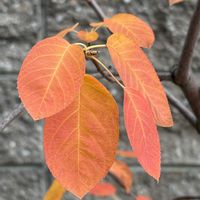 ジューンベリー,ジューンベリーの紅葉の画像