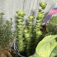 南十字星,クラッスラ属の画像