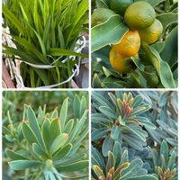 キンカン,フリージア,スマホ撮影加工なし,花の15年組の画像