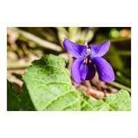 ニオイスミレ,ニオイスミレ（　スイートバイオレット　）,地植え,耐寒性多年草,スミレ科の画像