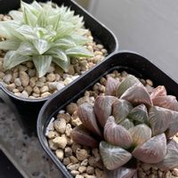 ラズベリー,ハオルチア,ハオルチア,氷砂糖,多肉植物の画像