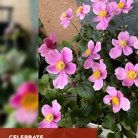 シュウメイギク,フォーエバーローズ,ガーデンシクラメン クレヨン,寄せ植え.,銅葉ぷちダリア　フレディーの画像