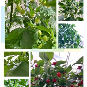 鷹の爪,鷹の爪,トウガラシ,シシトウ,ひもとうがらしの画像