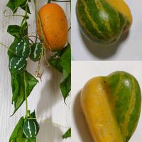 カラスウリ,オキナワスズメウリ,いいね❤ありがとう,無人実家の画像