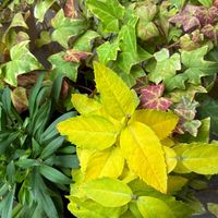 キキョウ,アイビー,テルスター,ツタ(蔦),葉っぱの画像