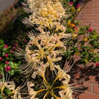 マツバボタン,ジニア（百日草）,白い ひがんばな,花壇,花壇・植え込みの画像