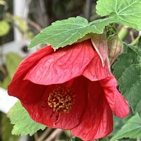 アブチロン,クレマチス,百日草,アブチロン 姫りんご,ヤノネボンテンカ (タカサゴフヨウ)の画像