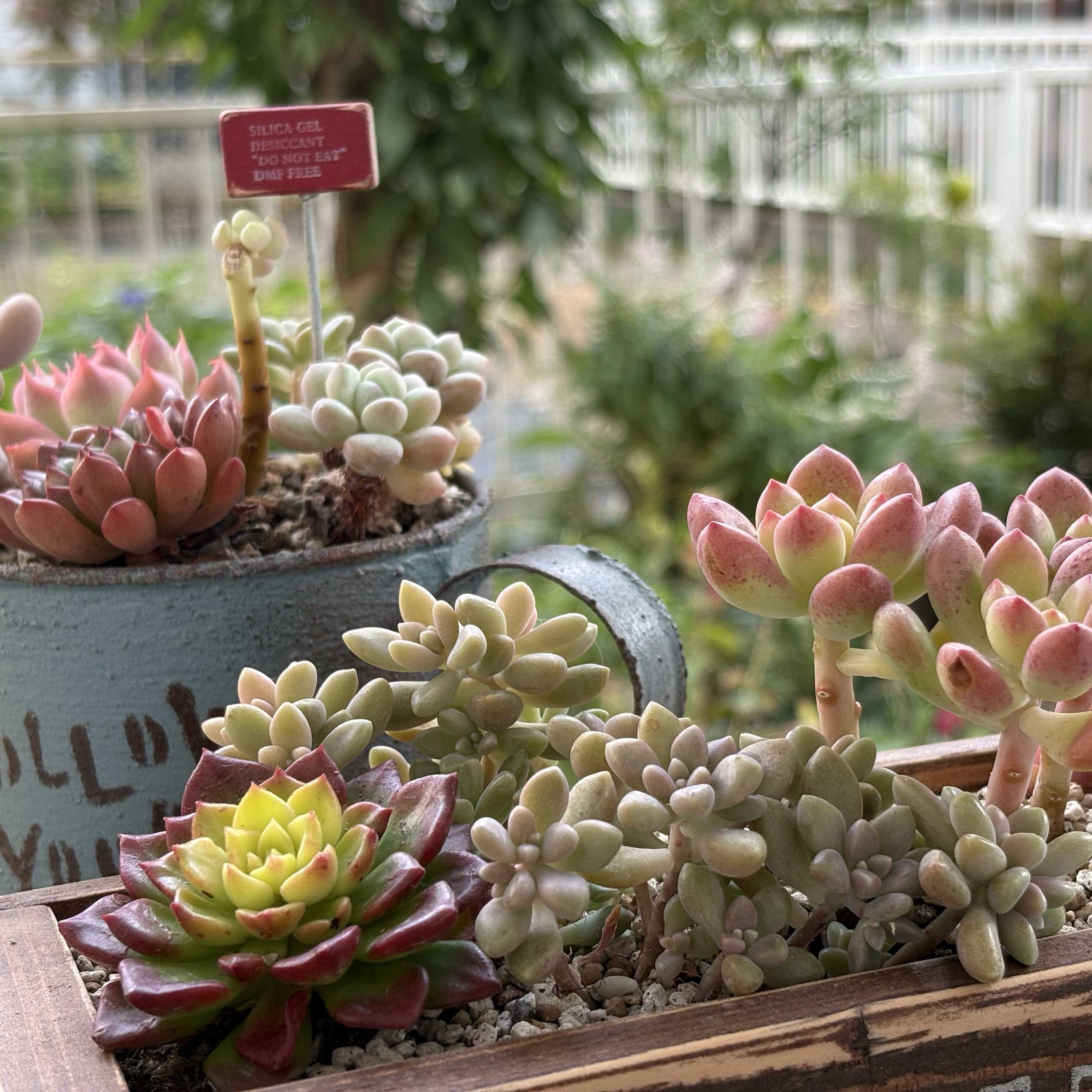 可愛いハート型の多肉植物！特別な人に贈りましょう！｜🍀GreenSnap