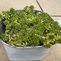セダム,森村万年草,森村万年草,多肉植物,癒やしの画像
