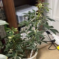 シェフレラの画像