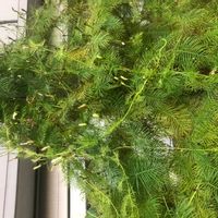 ルコウソウの画像