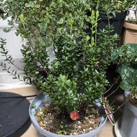 クランベリーの画像