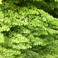 アジアンタムの画像