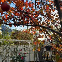 ジューンベリー,ボレロ,ブルームーン,リラ,ラ・パリジェンヌの画像