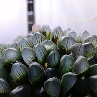 ペラルゴニウム,ハオルチア,新潟県,ヤギの冬支度の画像