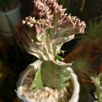 カラテア,ラクテア ,ユーフォルビア・ラクテア,カラテア サンデリアーナ,観葉植物の画像