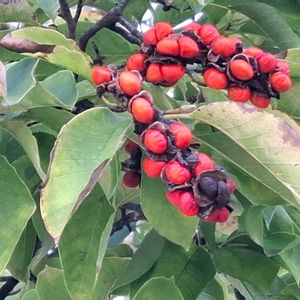 コブシ,コブシの実,庭木,赤い実,水鳥の画像