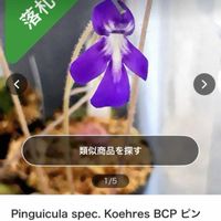 ムシトリスミレ,食虫植物,謎ムシトリスミレ,庭の画像