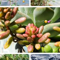 セダム,オーロラ,アズール ブルー,多肉植物,多肉植物寄せ植えの画像
