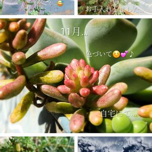 セダム,オーロラ,アズール ブルー,多肉植物,多肉植物寄せ植えの画像