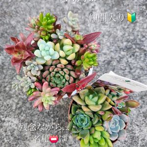 多肉植物,多肉植物寄せ植え,自宅にての画像