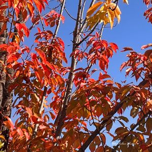 山桜,ヤマザクラ,大人の着せ替え人形,紅葉（こうよう）,落ち葉の画像