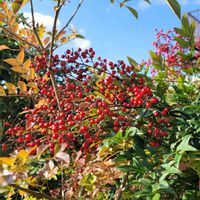 カリン,ナンテン,ブルーベリー,レモン,アシタバの画像