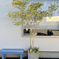 シマトネリコの画像