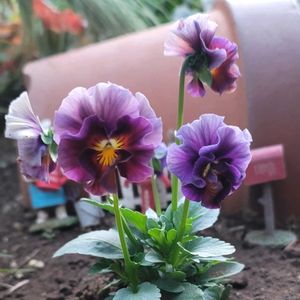 地植え,かわいいな♡,お花好き,すてき…♡,自己流ガーデニングの画像