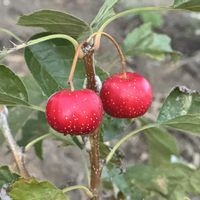 サンザシの画像