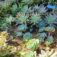 朧月,七福神,多肉植物,植物のある暮らし,多肉植物のある暮らしの画像