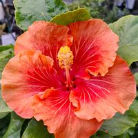 ルビーネックレス,ルビーネックレス,子持ち蓮華,子持ち蓮華,虹の玉の画像