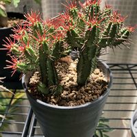 紅彩閣,ユーフォルビア,お迎え,ホムパト（ホームセンター　パトロール）,和室の画像