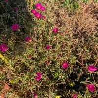 マツバボタン,マツバボタン,花壇,花壇・植え込み,広い庭の画像