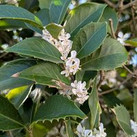 ギンモクセイの画像