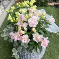 タイム,バロータ,キンギョソウ・トゥイニー,セネシオ・エンジェルウイングス,寄せ植えの画像