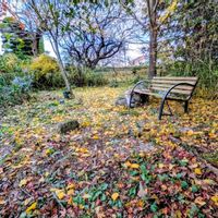 マンリョウ,紅葉,イチョウ,吉祥草,キチジョウソウの画像