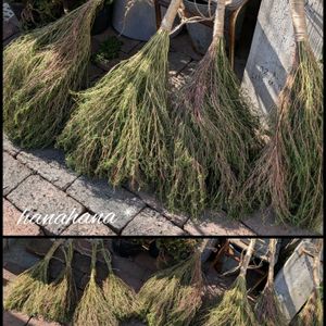 コキア,コキア,ほうき,ハンドメイド,手作りの画像