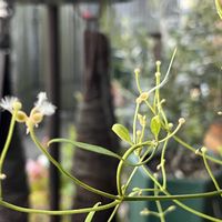 センニンソウ,今庭,おうち園芸,今日もお疲れさまでしたの画像