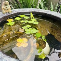 ウォータークローバー,ビオトープ,メダカ,火鉢,火鉢でメダカの画像