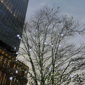 カツラ,イルミネーション,夕景,マジックアワー,シルエット好きの画像