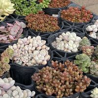 月美人,虹の玉,多肉植物いろいろ,多肉植物いろいろ,寄植え♡の画像