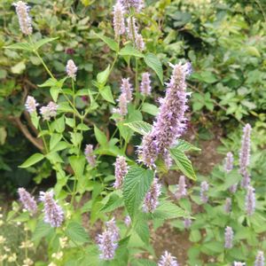 宿根草,アガスターシェ,ガーデニング,シソ科,庭の画像